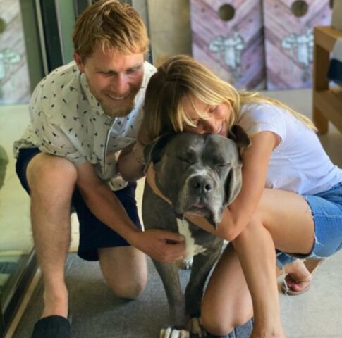 Larry, il cane che ha trovato casa nei suoi ultimi anni di vita