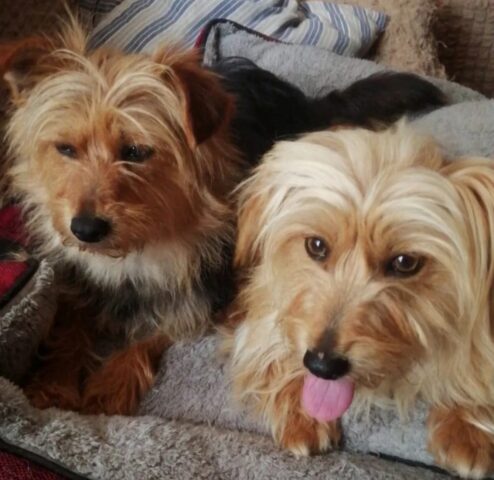 Lilly e Lolly, le cagnoline adottate dalla volontaria che le ha salvate