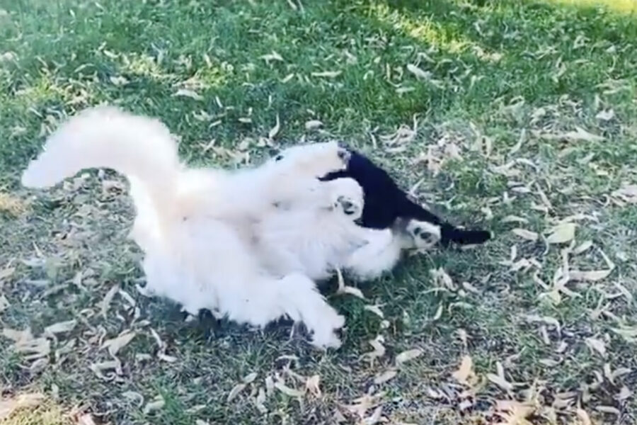 Lucy cane amico di un gatto esuberante