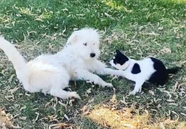 Lucy, il cane amico di un gatto: una lotta dolcissima (VIDEO)