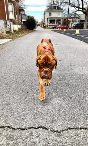 Mae, il cane malato terminale ha trovato una famiglia per i suoi ultimi giorni
