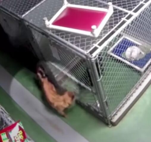Maggie, la cagnolina che scappa dal suo box per confortare i cuccioli