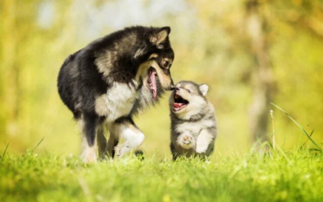Mamma cane e il suo cucciolo sono stati lasciati in auto sotto il sole