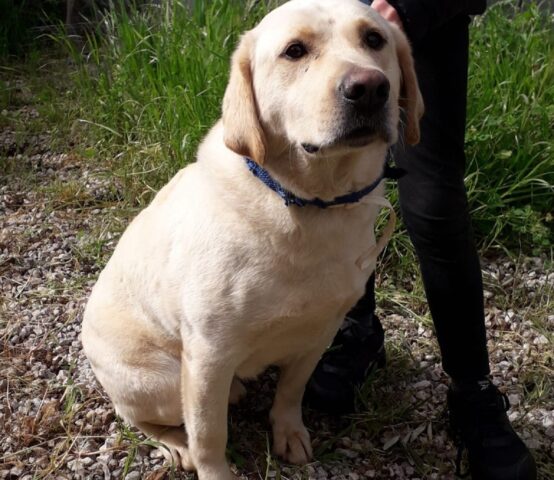 Marley: Labrador di 2 anni attende con impazienza una famiglia che l’adotti