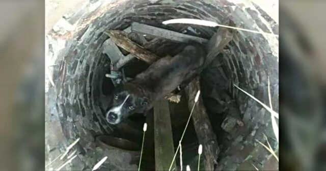 Mars, il cagnolone che stava per morire in un tubo di scarico