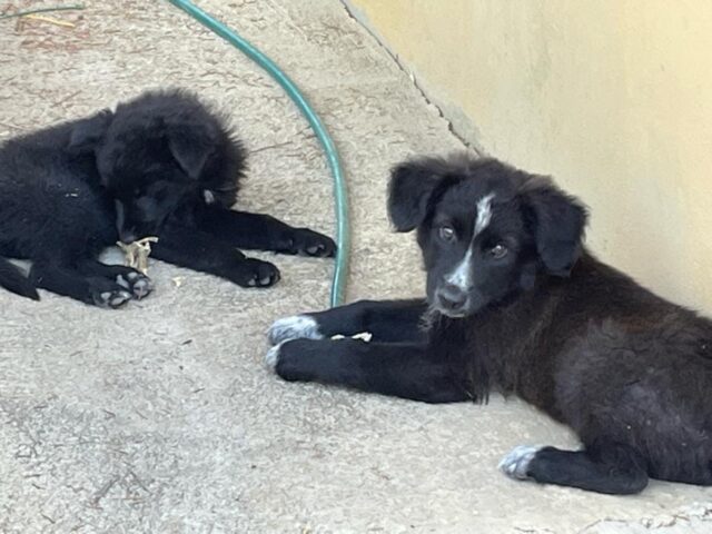 Max e Dada, i cagnolini trovati in aperta campagna cercano una famiglia