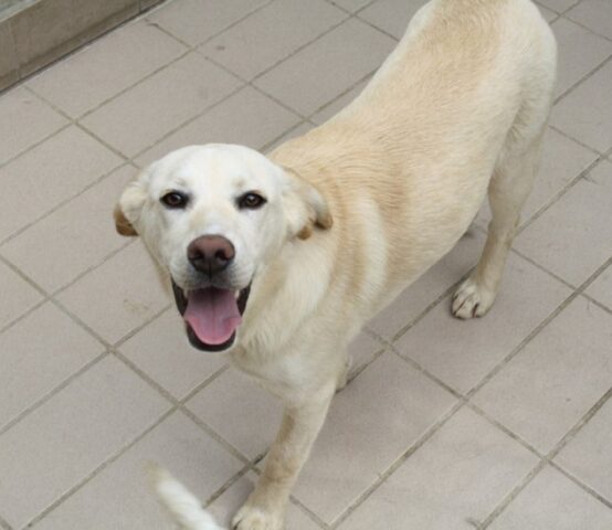 Meli: Labrador dolcissima e affettuosa sogna un’adozione piena d’amore