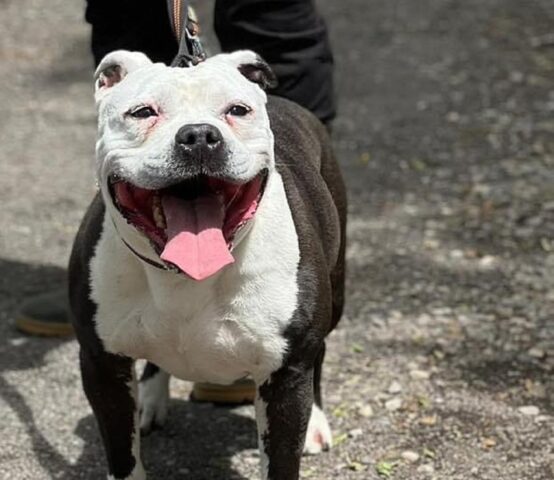 Mia: Pitbull di soli 8 anni attende con ansia un’adozione piena di gioia