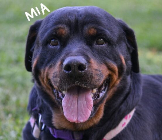 Mia: Rottweiler dagli occhi dolcissimi è in attesa di un’adozione che le cambi la vita