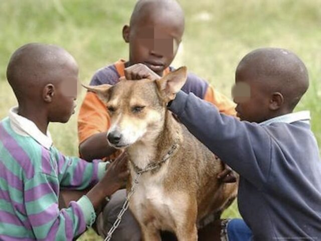 Mkombozi, la cagnolina che ha salvato la vita di un neonato