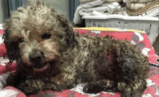 Mr Snuggles, il cagnolino che ha rischiato la vita dopo l’abbandono