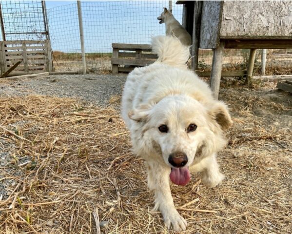 Neve, il cagnolino che nessuno vuole è alla ricerca di una famiglia felice