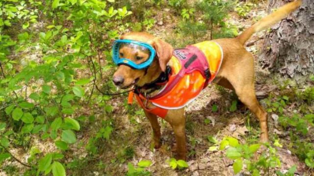 Newt, il cagnolino addestrato per salvare le tartarughe