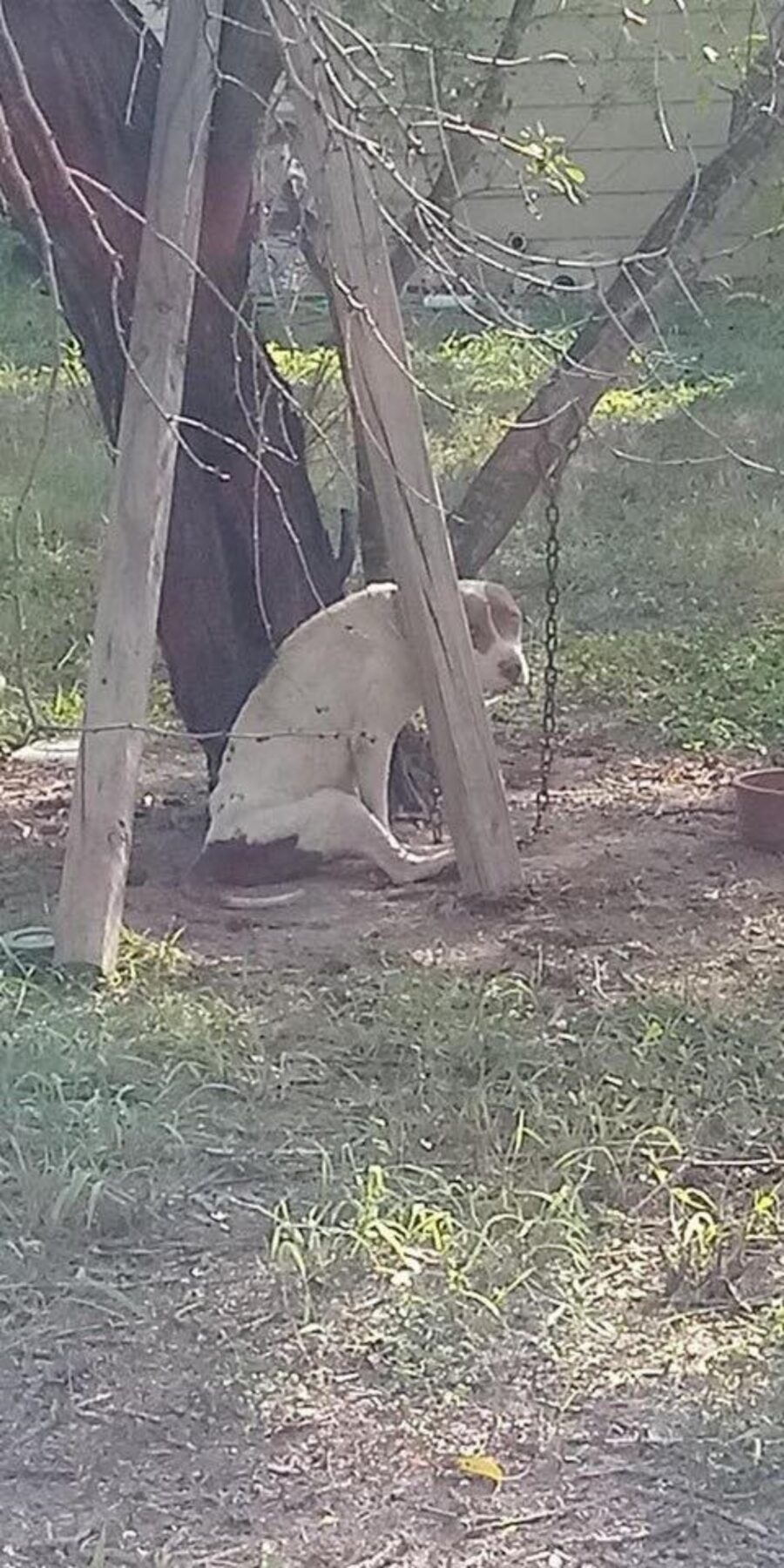 cagnolona abbandonata