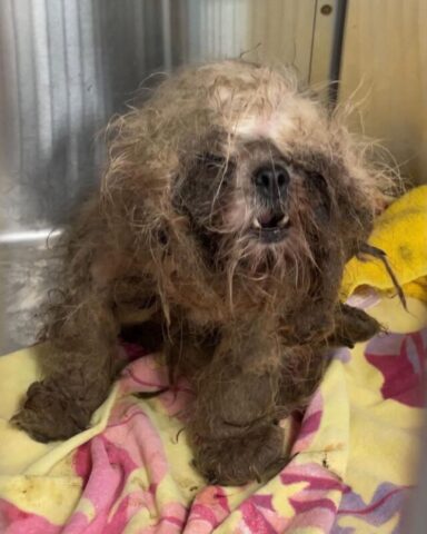 Parker, il cane che ha vissuto una vita di maltrattamenti, è rinato