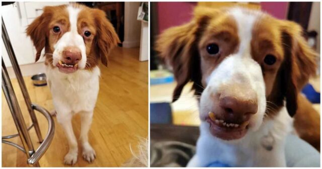 Pepo, il cagnolona che dopo i maltrattamenti, si gode una casa amorevole
