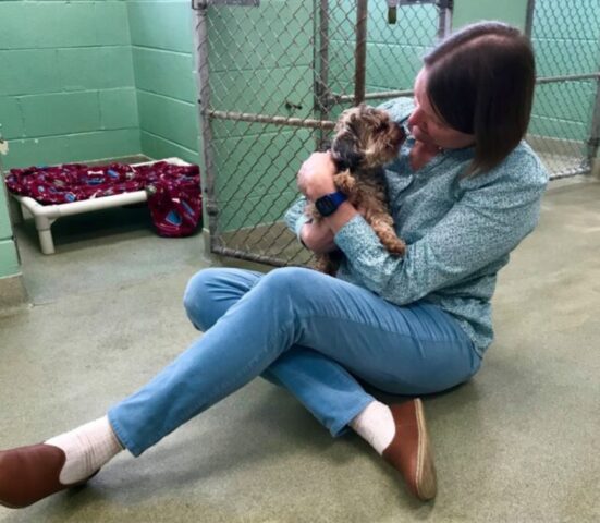 Pepper, il cane salvato dai volontari, era scomparso 7 anni prima