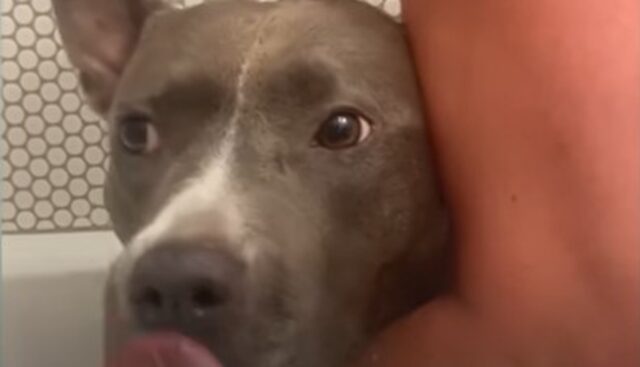 La Pit Bull Raven ha impiegato diverso tempo prima di sentirsi bene con se stessa e gli altri (VIDEO)