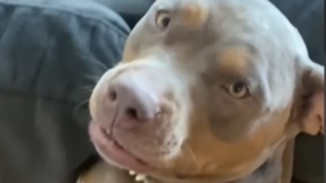 La Pit Bull Zoe ha trovato una donna e una mamma; ora è davvero felice (VIDEO)