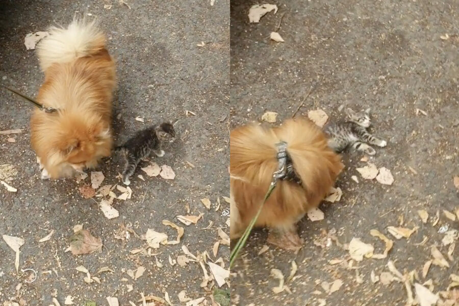 Pomerania si innamora di un gattino l'incontro