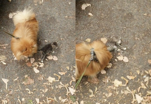 Pomerania si innamora di un gattino, il video da non perdere