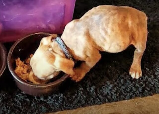 Pumpkin, la Pitbull in miniatura che ha sorpreso tutti con la sua tenacia