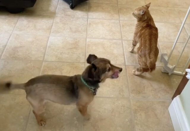 Rientro a casa, le diverse reazioni di cani e gatto (VIDEO)