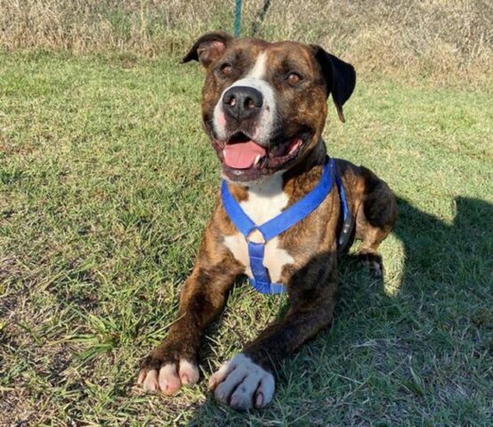 Rocco: American Staffordshire tigrato non vede l’ora di essere adottato