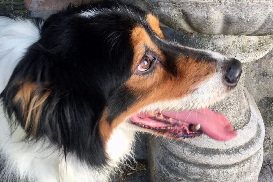 Rocky con gli occhi marroni