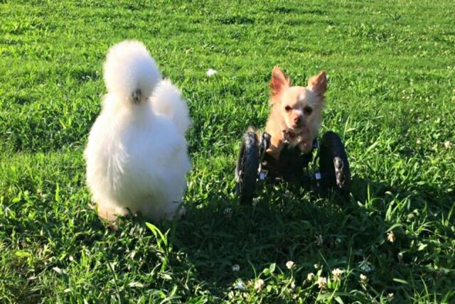 Roo, il Chihuahua con il carrellino è diventato amico di un pollo