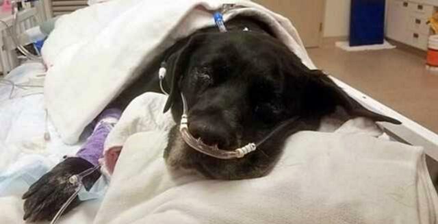 Ruthie, la cagnolona abbandonata in rifugio durante il travaglio