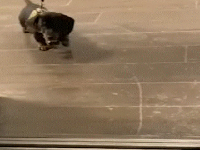 Cucciolo di Bassotto tenta di salire su un ascensore