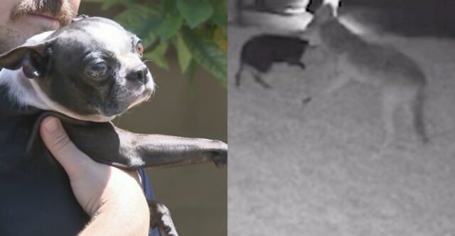 Sadie, la cagnolina che è stata attaccata da un coyote