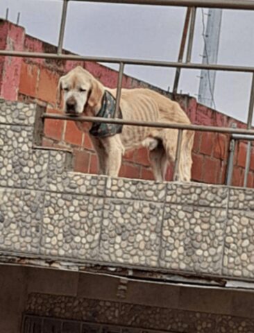 Scott, il cagnolone che è riuscito a sfuggire ai maltrattamenti