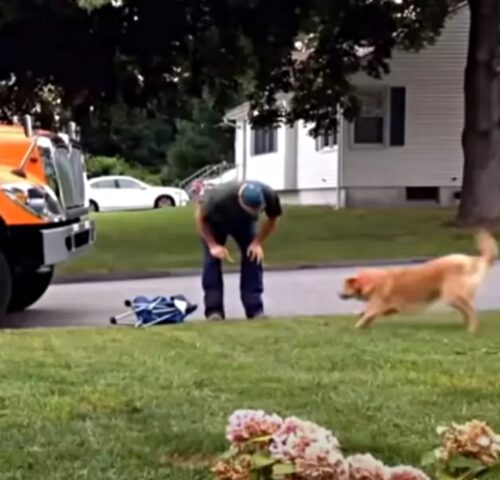Shelby, la cagnolona che ha fatto amicizia con il netturbino (VIDEO)