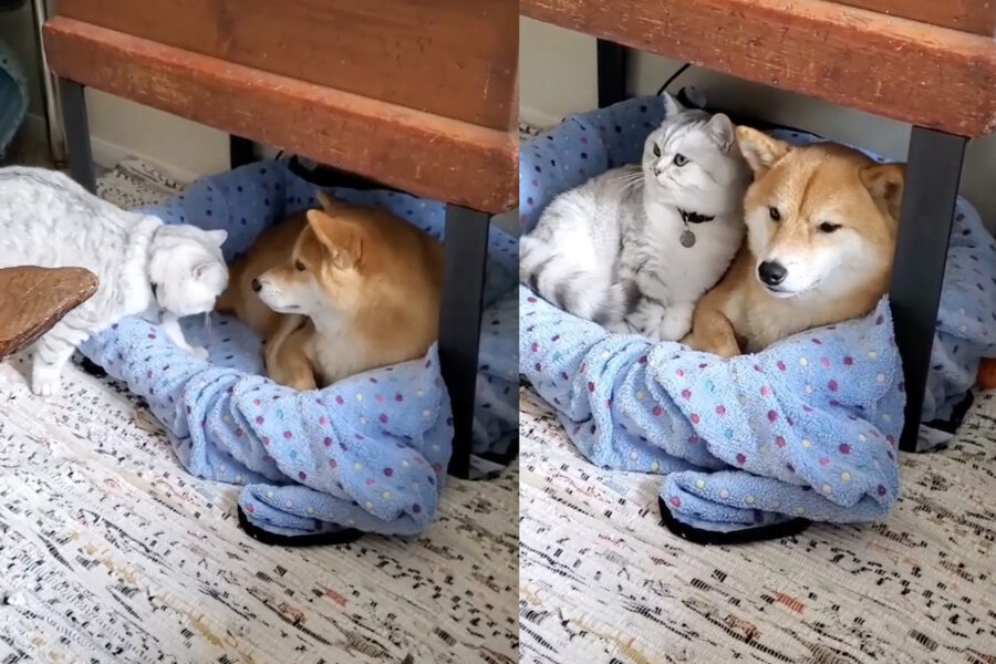 Shiba Inu che divide la cuccia con il gatto coinquilino