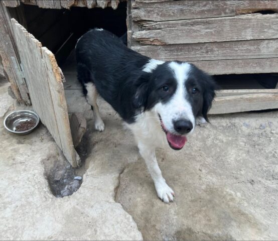 Sole: Border Collie dagli occhioni dolci desidera una mamma umana con cui vivere