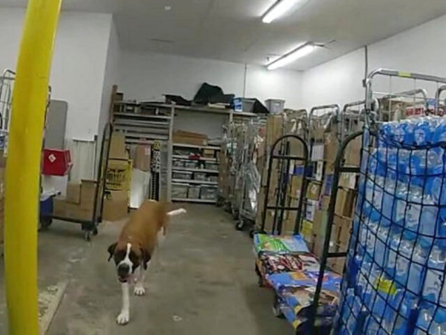 Cane entra in una nota catena di supermercati