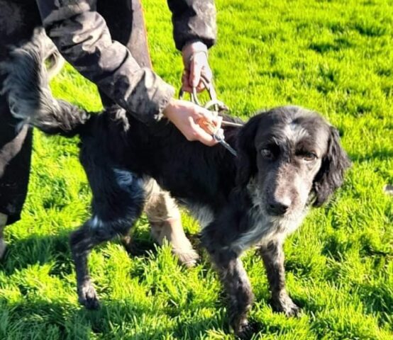 Tango: Setter di 5 anni iperattivo e giocherellone cerca casa