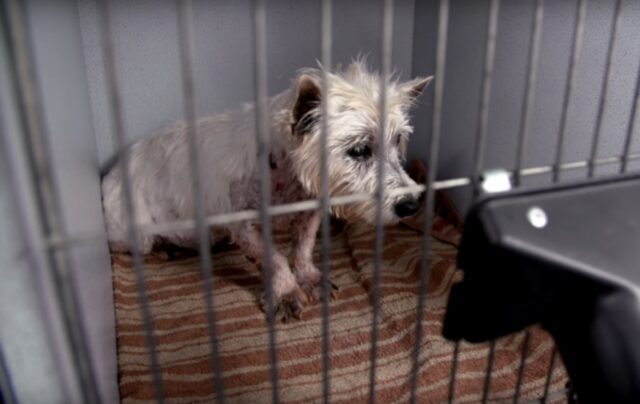 Tiger Lily, la cagnolina che ha vissuto 11 anni di maltrattamenti