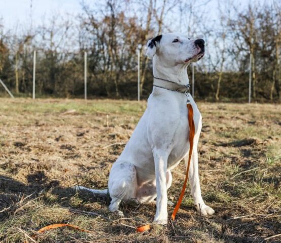 Trevor: energico Dogo è alla ricerca di una famiglia come punto di riferimento