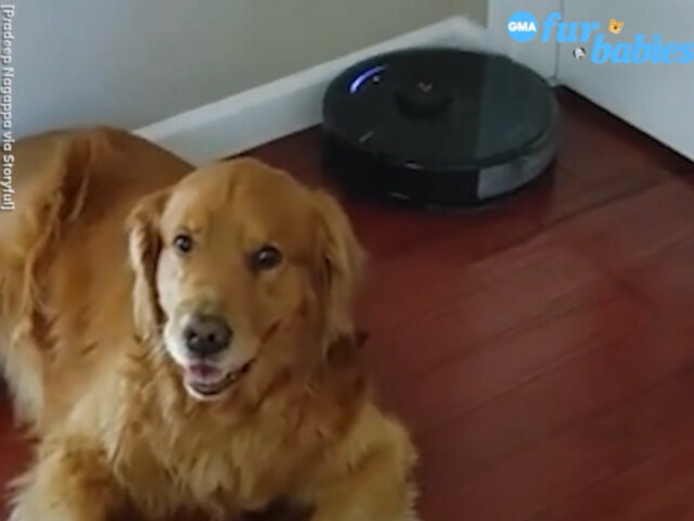 La divertente interazione tra il Golden Retriever e l’aspirapolvere