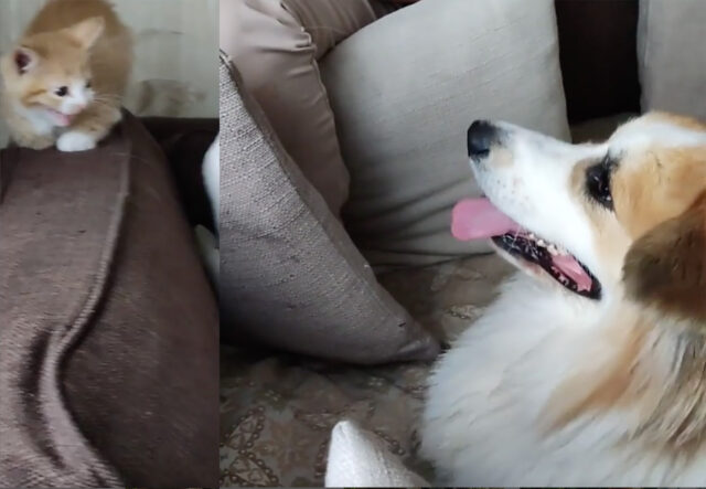 Welsh Corgi Pembroke conosce il gattino che vivrà con lui: dolcissimo (VIDEO)