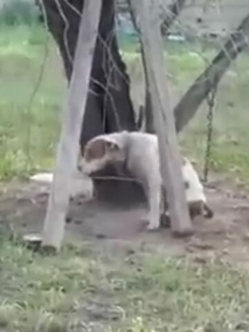 Cane paralizzato e malnutrito tenuto incatenato a un albero viene finalmente salvato