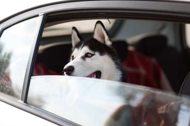 Regno Unito: le autorità tornano ad ammonire gli automobilisti sull’adeguato trasporto del cane