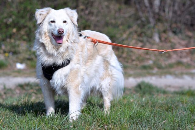 Zaira, la cagnolona di 12 anni cerca una famiglia per sempre