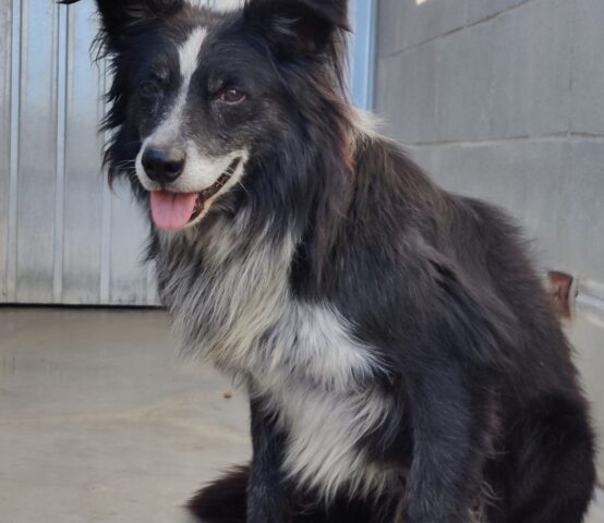 Zazu: Border Collie calmo e paziente cerca una famiglia che lo adotti