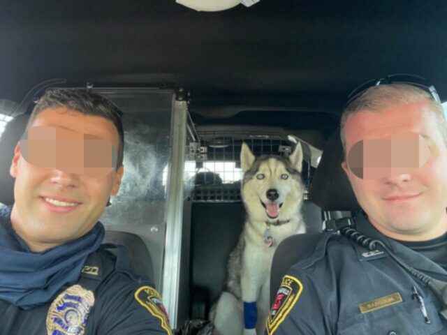 poliziotti e cane