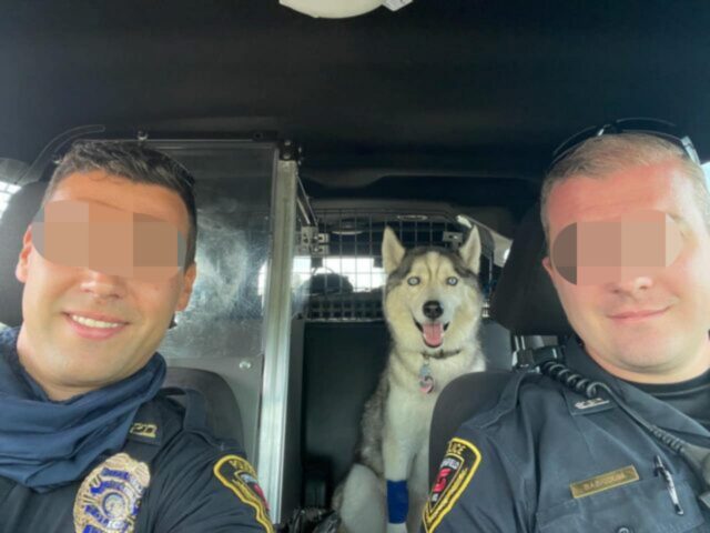 Zeke, il cagnolone salvato da un’auto bollente, ha perso il suo umano
