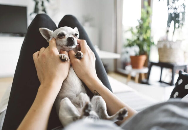 5 accessori per la toelettatura del cane Chihuahua, gli indispensabili